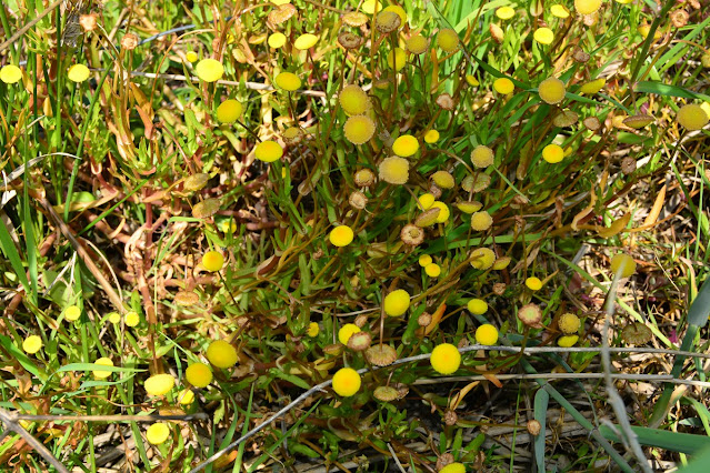 Cotula coronopifolia