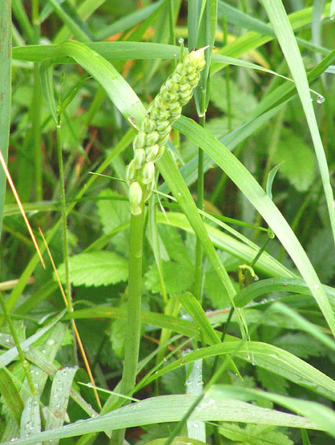 Bath Asparagus Ornithogalum pyrenaicum.  Indre et Loire, France. Photographed by Susan Walter. Tour the Loire Valley with a classic car and a private guide.