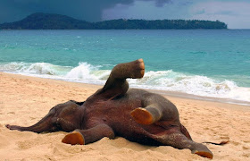 Funny animals of the week - 7 March 2014 (40 pics), baby elephant playing on the beach