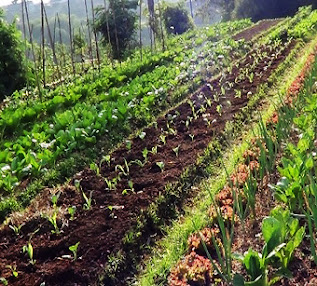 agrowisata-kebun-sayuran-organik-agatho-cisarua-bogor