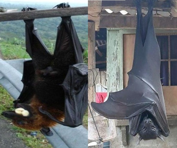 É o Batman? Morcego gigante viraliza nas redes sociais; veja foto