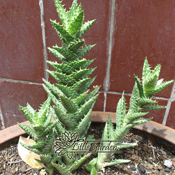 Aloe Juvenna