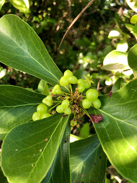 Gymnosporia marcanii