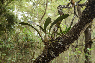 Encyclia selligera - Saddle-lipped Encyclia care