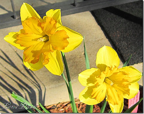 Daffodils_Centannees