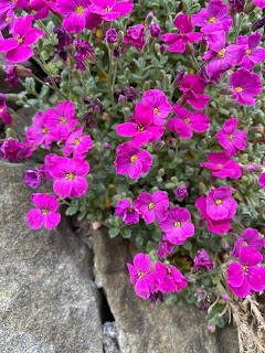 Aubrieta deltoidea - Purple Rock Cress, a pink cultivar? – via Castagneta.