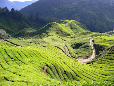 Cameron Highlands Perjalanan Yang Menjimatkan!