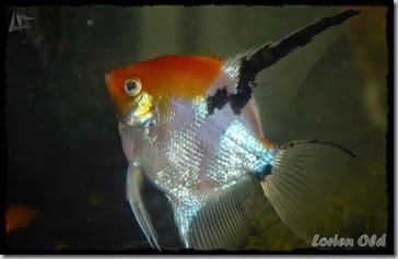 Acuario