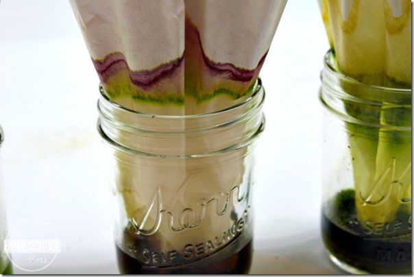 Your Kids Will Love this Simple Science Experiment that will Answer Why Do Leaves Change Color? 