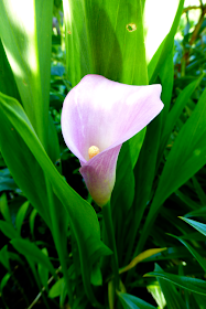 calla lily, lily, pink, pink calla lily, pink lily