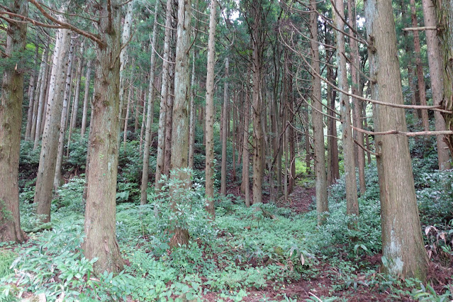 種原集落の杉の森