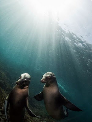 sea lions pair love animals picture