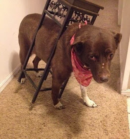Cute dogs - part 9 (50 pics), dog stuck himself in a table