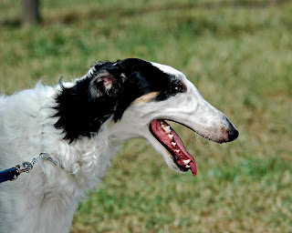 borzoi dog pets hound wallpaper photo