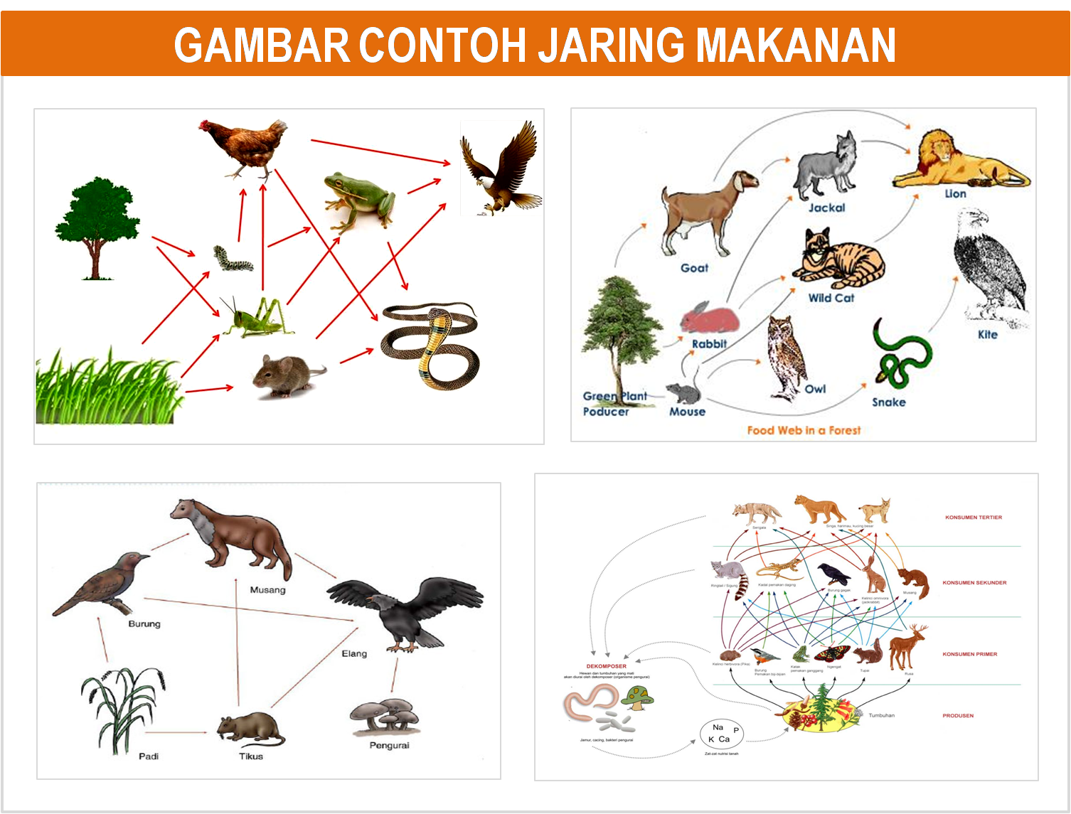 GAMBAR DAN PENJELASAN PIRAMIDA RANTAI DAN JARING MAKANAN Freewaremini