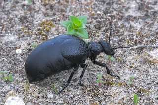 carraleja-negra-meloe-tuccius-