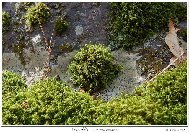 Blue Hills: ... or curly mosses?...