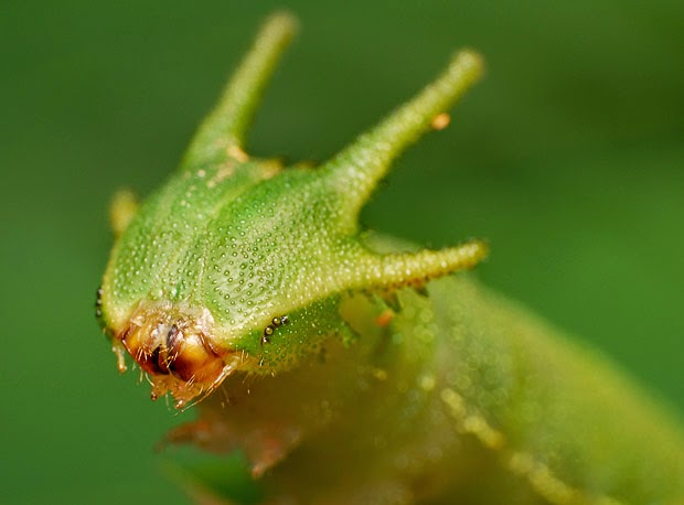  Caterpillar