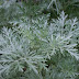 Wormwood ~ Useful Bitter Herb