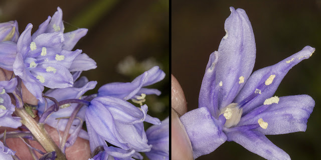 Hybrid Bluebell, Hyacinthoides x massartiana.  Hayes, 25 April 2016.