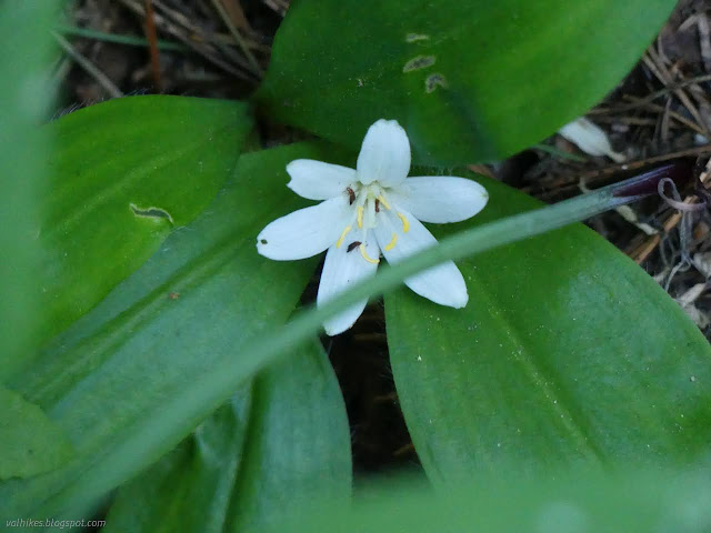 094: white flower