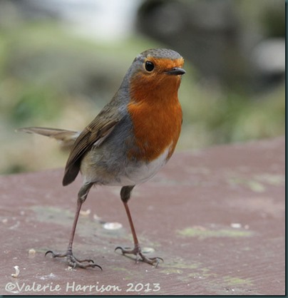 31 robin