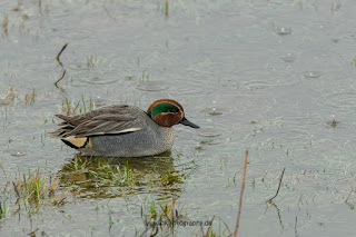 Wildlifefotografie Krickente Naturfotografie Lippeaue Olaf Kerber