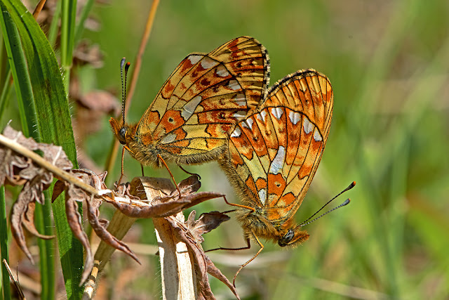 Boloria euphrosyne Pearl-bordered Fritillary butterfly