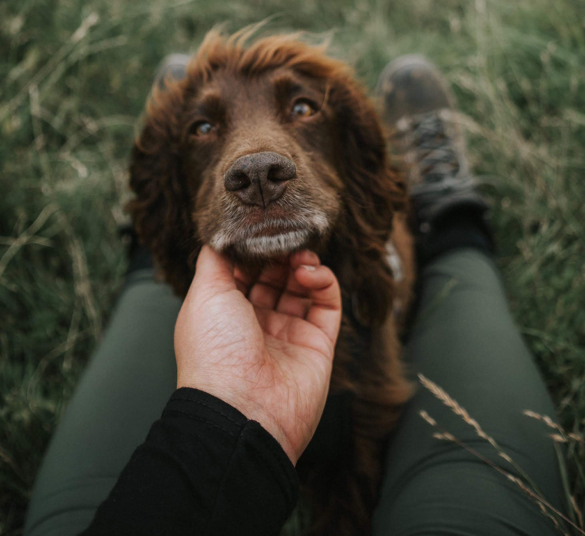 how to be the best dog mum