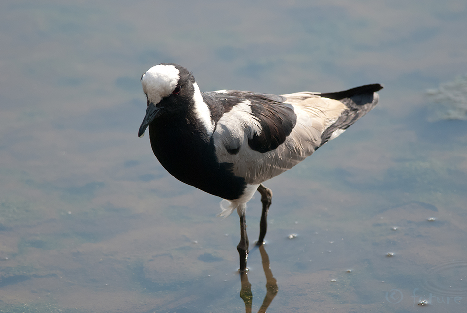 Seppkiivitaja, Vanellus armatus, Blacksmith Lapwing, plover, kiivitaja