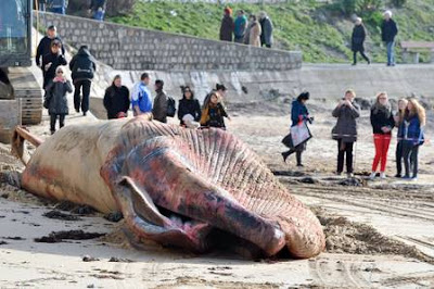 Baleia de 18 metros aparece morta em praia