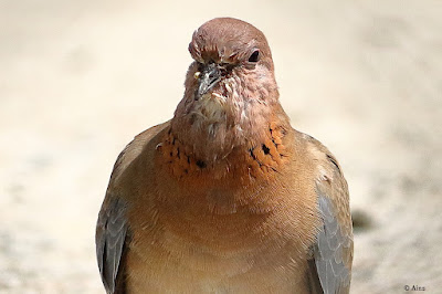 Laughing Dove - its a sick bird