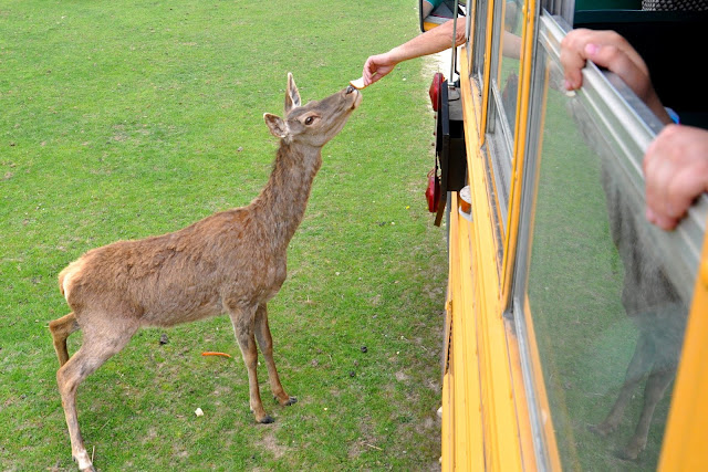 Zwierzyniec Górny  Park Safari w Bałtowie