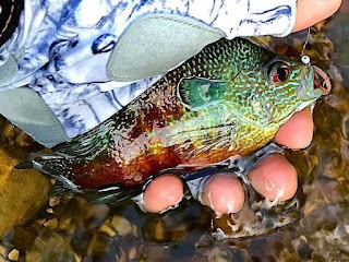 Longear Sunfish, Longear Sunfish ID, Longear Sunfish Identification, Sunfish ID, Sunfish Identification, Longear Sunfish on the Fly, Fly Fishing for Longear Sunfish, Sunfish on the Fly, Sunfish of Texas, Texas Sunfish Identification, Texas Fly Fishing, Fly Fishing Texas, Texas Freshwater Fly Fishing, Pat Kellner