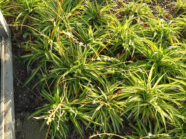 Cintas (Chlorophytum comosum (Thunb.) Jacques).