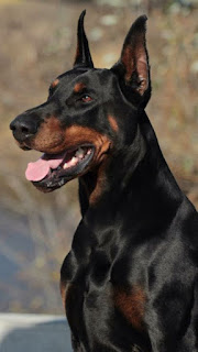 dobermann, doberman pinscher breeds, dobermannreview, dobermann review,animals, dog breed, dobermann breeds, dog, fighting dog, home dog, body guard dog.