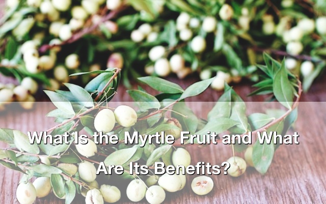 What Is Myrtle? What Is Myrtle?