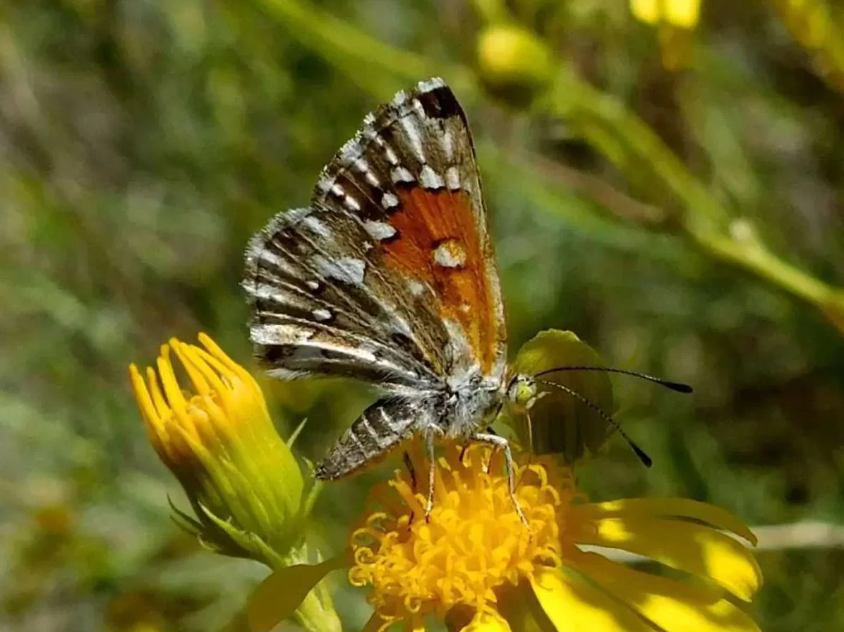 Lange'nin Metalik Kelebeği (Lange's metalmark butterfly). Şimdi gezegende var olan 20 binden fazla örneğin bir parçası olan 10 nadir kelebek türünden bahsedeceğiz.