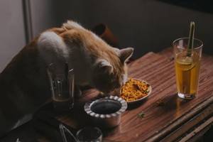 Bahayakah Bila Memakan Makanan Bekas Gigitan Kucing