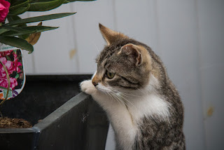 Mueeza nama kucing kesayangan nabi