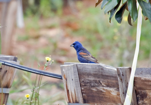 Blue Grosbeak