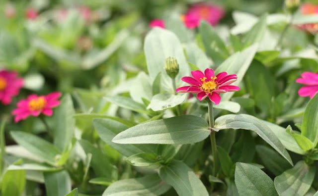 Narrow-Leaf Zinnia Flowers