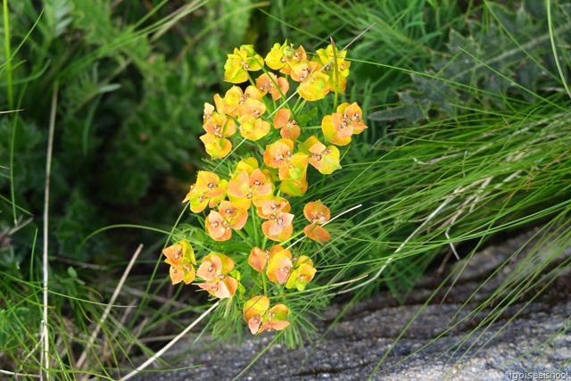 summer flowers along the walk from Blauherd to Stellisee