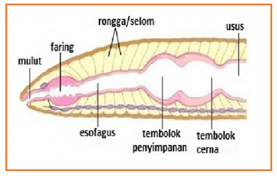  sistem  pernafasan pencernaan dan saraf cacing  tanah  