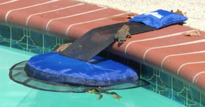 The FrogLog Is Animal Saving Escape Ramp For Pool, Perfect For Frogs, Chipmunks, Birds, Mice, And Etc  