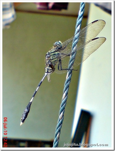 capung badak_Orthetrum sabina 5