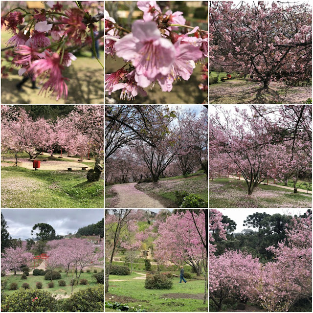 O que ver e fazer em Campos do Jordão-SP? Parque e Festival das Cerejeiras