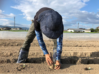 【20190908】キャベツの定植