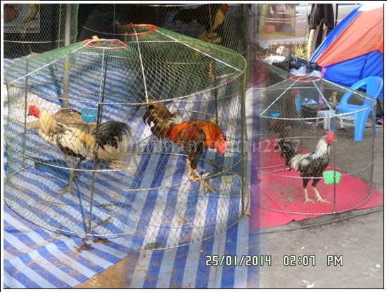 'งานเกษตรภาคอีสาน ขอนแก่น 2557