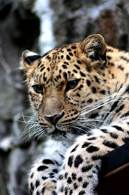 Cheetah (Big Cat).Endangered Species in Kenya